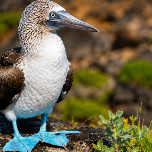 Blue-footed booby standing on volcanic rock in the Galápagos Islands