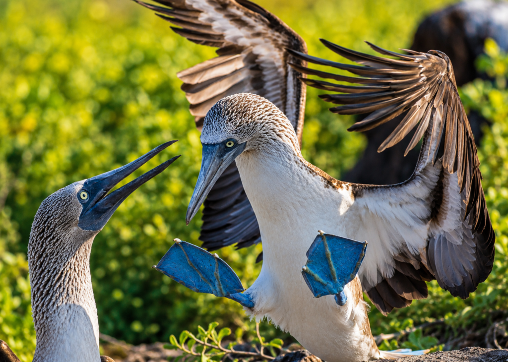 Blue-footed boobies with bright blue feet in the Galápagos Islands