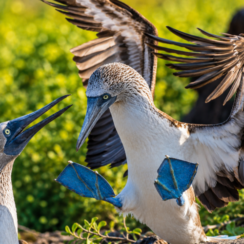 Blue-footed boobies with bright blue feet in the Galápagos Islands