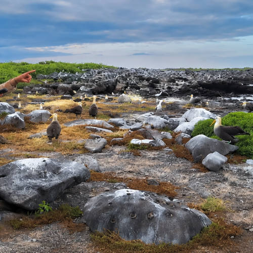 Galápagos naturalist guide observing seabirds along a volcanic coastline