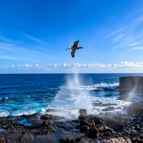 Galápagos blowhole spraying seawater along a volcanic coastline
