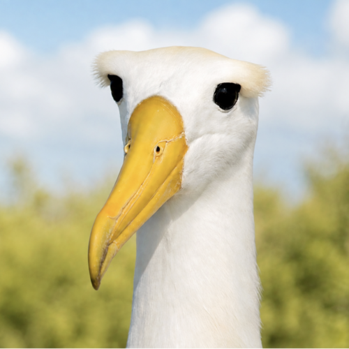 waved albatrosses on Española Island in the Galápagos