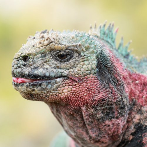 Española Island Galápagos Tour | Wildlife marine iguana