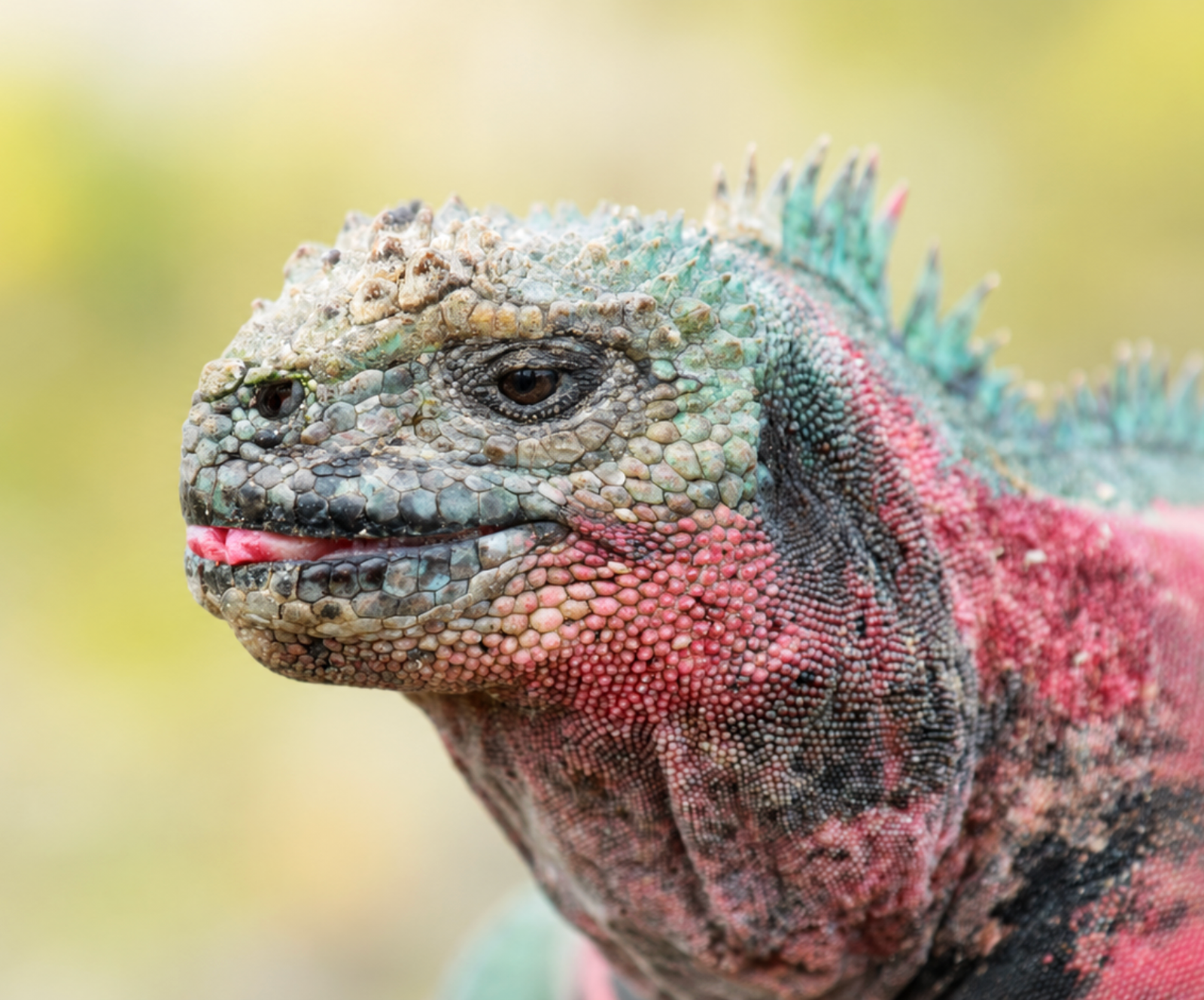 Española Island Galápagos Tour | Wildlife marine iguana