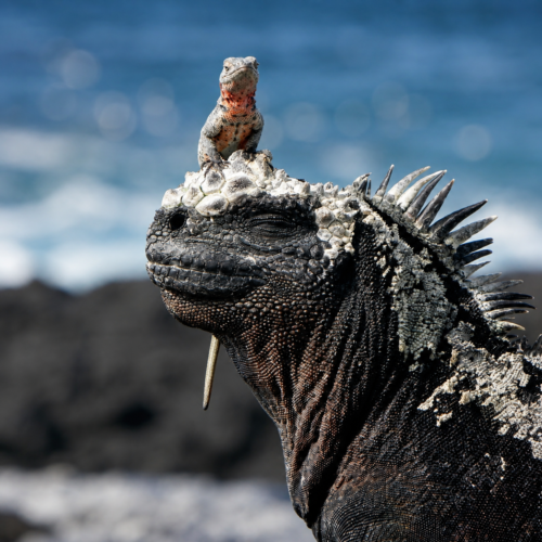 Marine iguana with a small lizard on its head in the Galápagos Islands