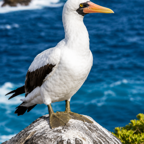 Nazca booby standing on volcanic rock above the ocean in the Galápagos