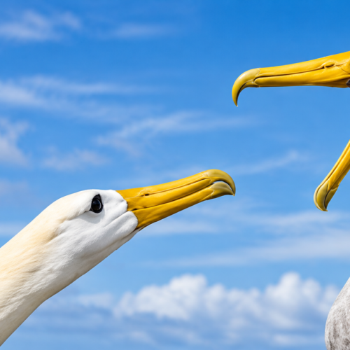 Two waved albatrosses facing each other in the Galápagos Islands