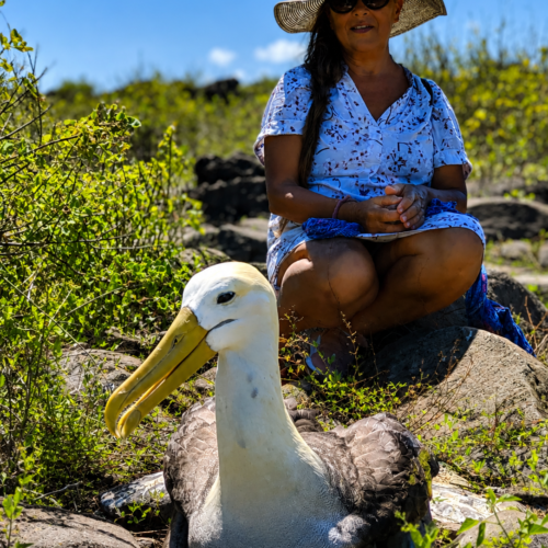 Waved albatross with visitor on Española Island in the Galápagos