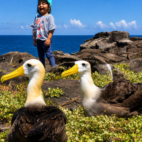 Child observing two waved albatrosses on Española Island in the Galápagos
