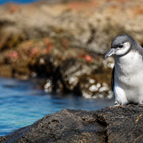Baby Galápagos penguin resting in its natural habitat