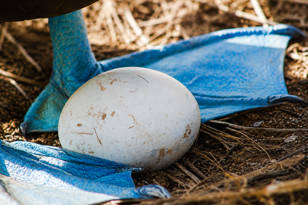 Blue-footed booby standing on egg in the Galápagos Islands