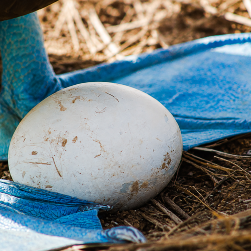 Blue-footed booby standing on egg in the Galápagos Islands
