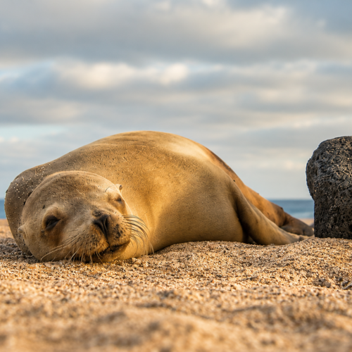 Cute Galápagos sea lions resting together on the shore