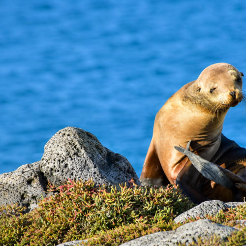 Adorable young Galápagos sea lion resting on the shore