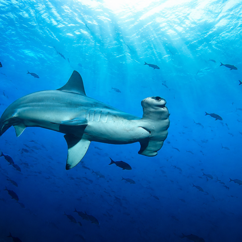 Hammerhead shark swimming among schools of fish in the clear waters of the Galápagos Islands.