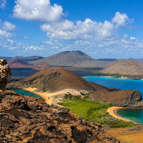 Galápagos hawk perched in the natural landscape of the Galápagos Islands