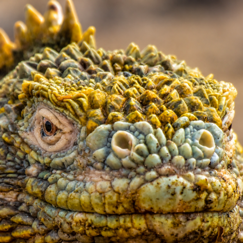 Close-up of a Galápagos land iguana showing its detailed scales and distinctive facial features