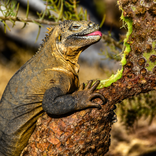 Galápagos land iguana eating a prickly pear cactus in its natural habitat