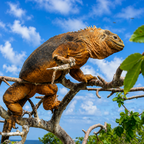 alápagos land iguana climbing through vegetation while feeding