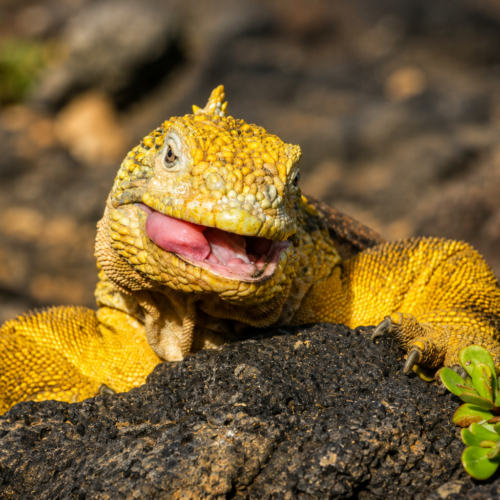 Galápagos land iguana feeding on fresh vegetation and licking its lips