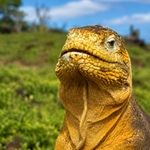 Galápagos land iguana standing in its natural habitat