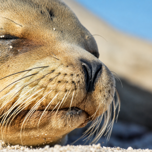 Close-up of a Galápagos sea lion showing its face and whiskers