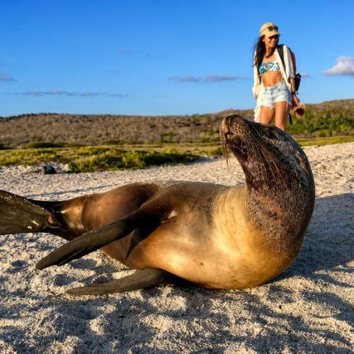 Galápagos Sea Lion on the Beach