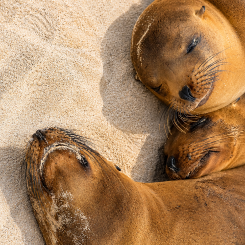 Two Galápagos sea lions hugging and resting together
