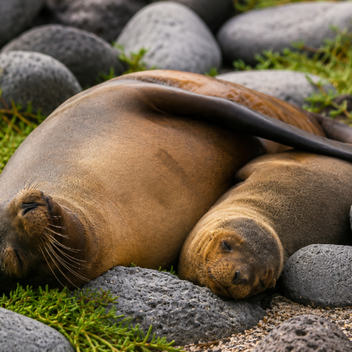 Two Galápagos sea lions embracing on Seymour Island