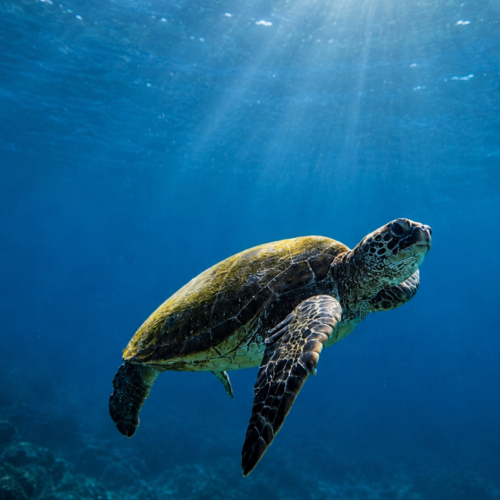 Green sea turtle swimming through clear blue water in the Galápagos