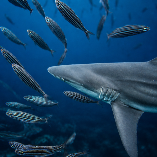 Galápagos shark swimming underwater among schools of striped fish