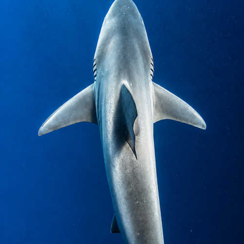 Galápagos shark swimming through clear deep blue ocean water