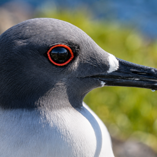 Close-up of a Galápagos swallow-tailed gull showing its distinctive red eye and black-and-white plumage