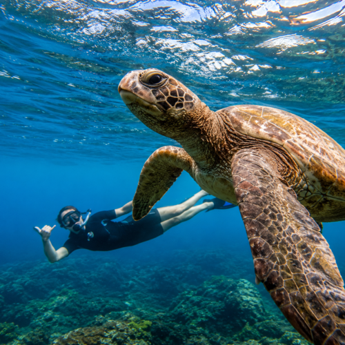 Green sea turtle swimming underwater in the Galápagos