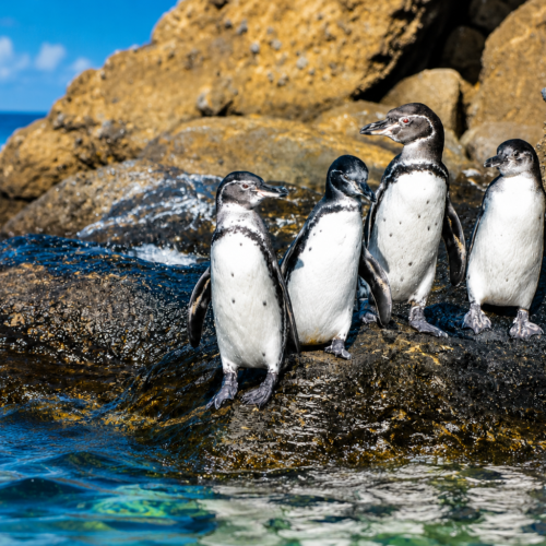 Group of Galápagos penguins gathered together along the rocky coast