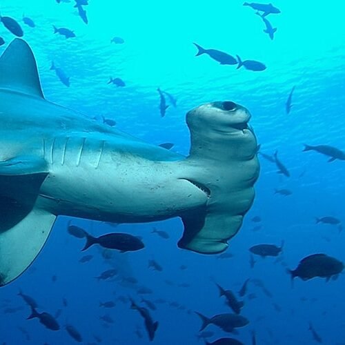 Galápagos sea lion swimming underwater