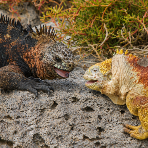 Galápagos land iguana and marine iguana sharing the same habitat on Plazas Island