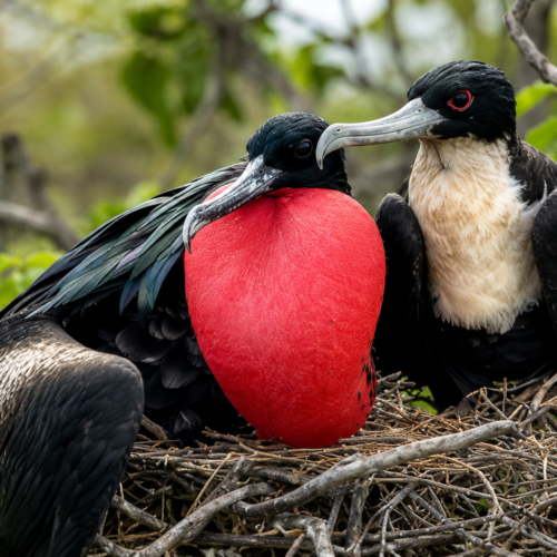 Magnificent frigatebirds with a red throat pouch nesting in the Galápagos Islands