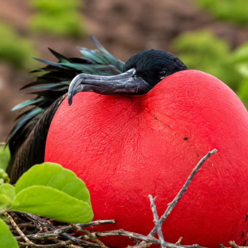 Male magnificent frigatebird displaying its red throat pouch in the Galápagos Islands