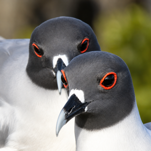 Pair of Galápagos swallow-tailed gulls standing together in their natural habitat