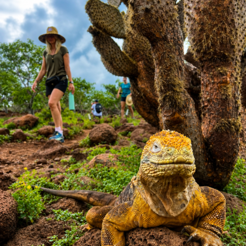 Woman walking along a Galápagos trail near a large land iguana