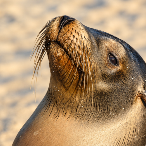 Close-up portrait of a young Galápagos sea lion