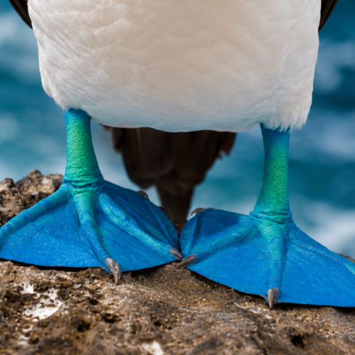 Blue-footed booby with bright blue feet standing on volcanic rock in the Galápagos Islands