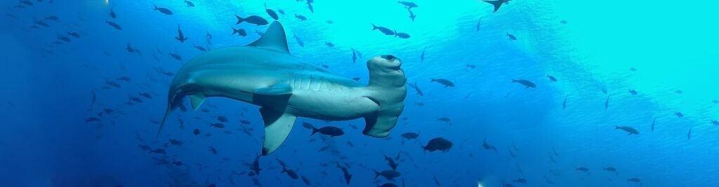 Scalloped hammerhead shark swimming in the nutrient-rich waters of the Galapagos Islands