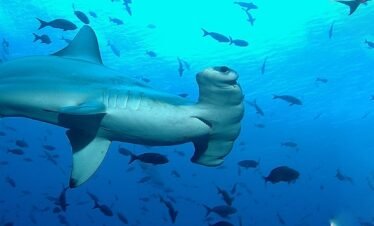 Scalloped hammerhead shark swimming in the nutrient-rich waters of the Galapagos Islands