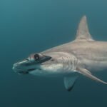 shark