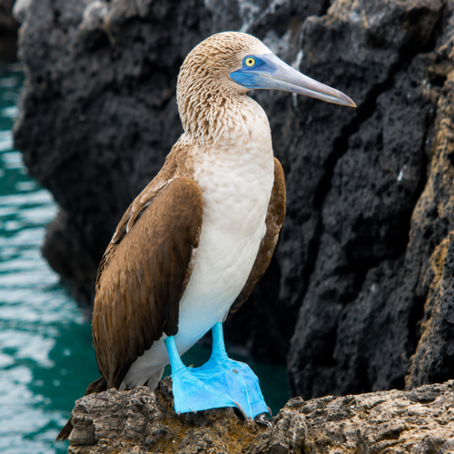 Blue-footed booby standing on volcanic rock beside turquoise water in the Galápagos