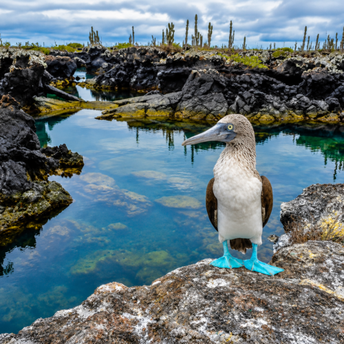 Blue-footed booby standing beside a clear volcanic lagoon in the Galápagos