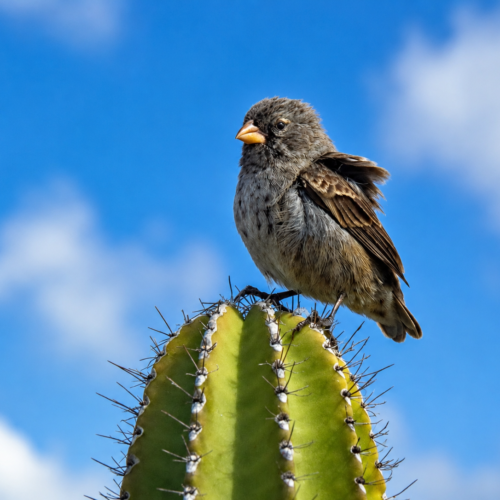 Galápagos cactus finch perched on a green cactus against a blue sky