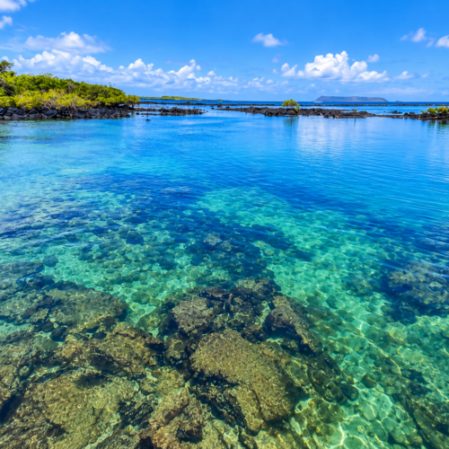 Crystal-clear turquoise lagoon surrounded by mangroves and volcanic rocks in the Galápagos Islands, Ecuador